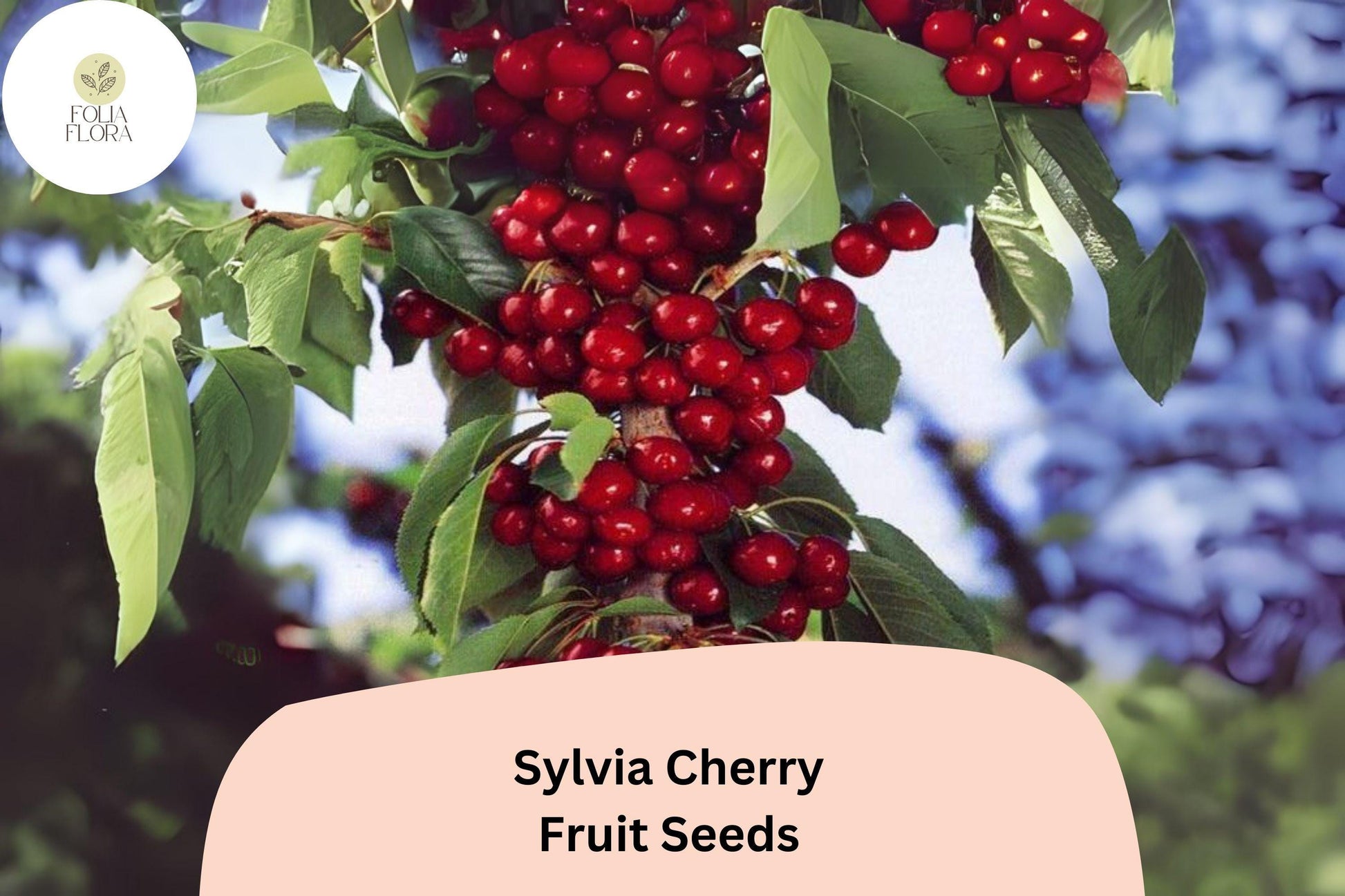 10+ Sylvia Cherry Seeds - Compact Dwarf Tree, Sweet Deep Red Cherries, Self-Fertile, Cold-Hardy - Perfect for Home Gardens