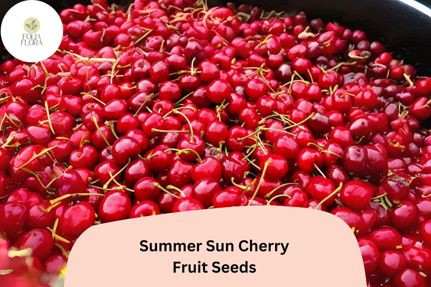 10+ Summer Sun Cherry Seeds - High-Yield Sweet Golden-Red Cherries - Self-Fertile, Cold-Hardy Variety - Perfect for Home Gardens