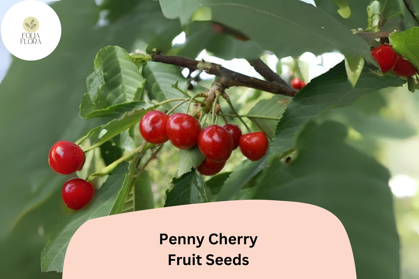 10+ Penny Cherry Seeds - Sweet Deep Red Cherries - Cold-Hardy Self-Fertile Tree - Prunus avium - Ideal for Home Gardens