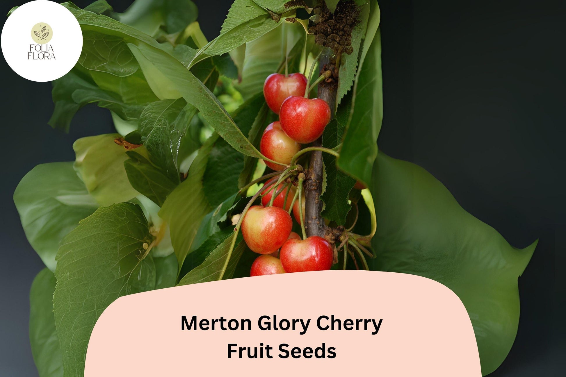 10+ Merton Glory Cherry Seeds - Sweet White Cherry Variety - Prunus avium - High-Yield, Cold-Hardy, Easy to Grow