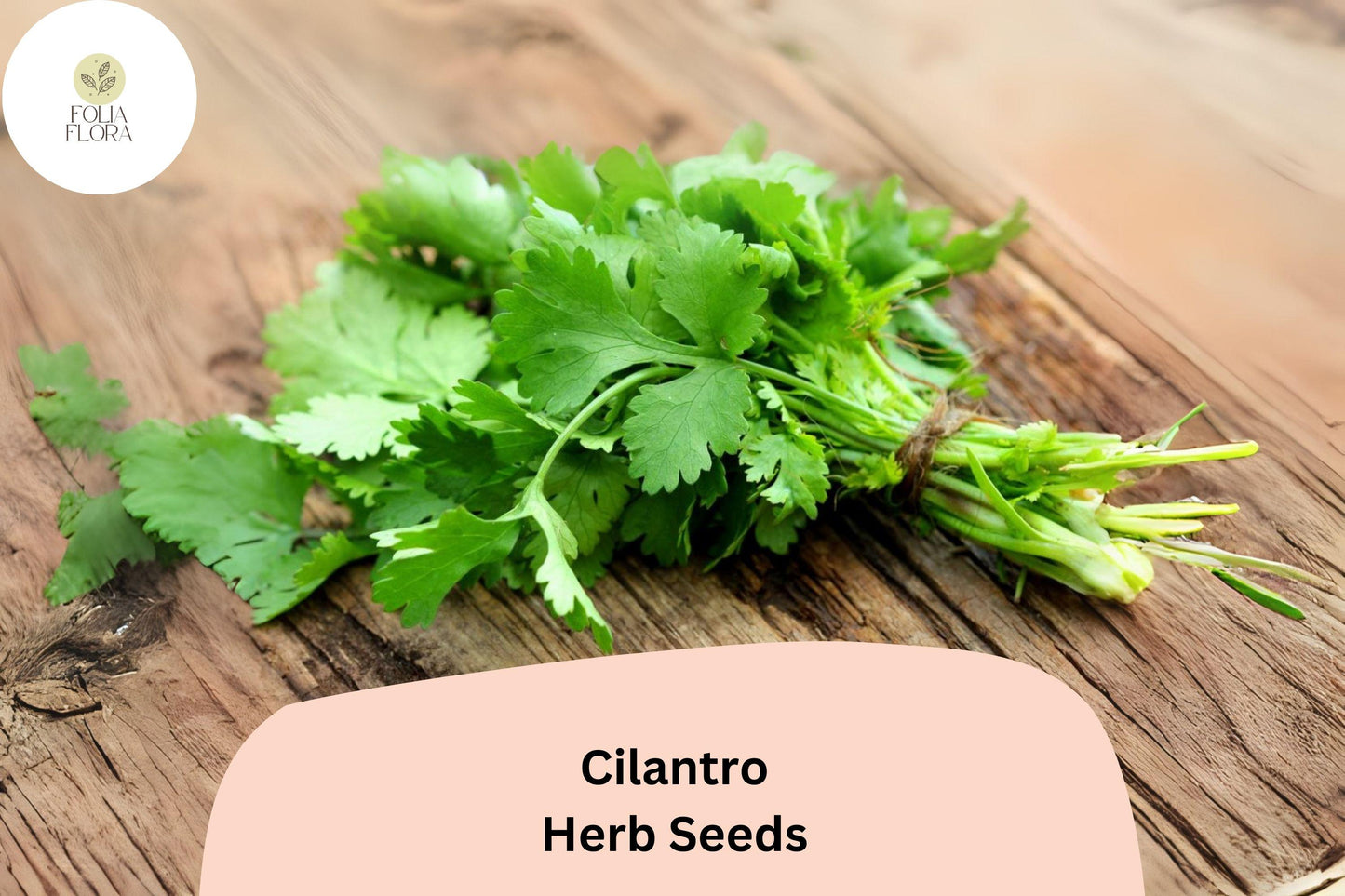 Cilantro Seeds 1000pcs Non-GMO Heirloom Culinary Herb Coriandrum sativum for Planting, Fresh Cilantro & Coriander