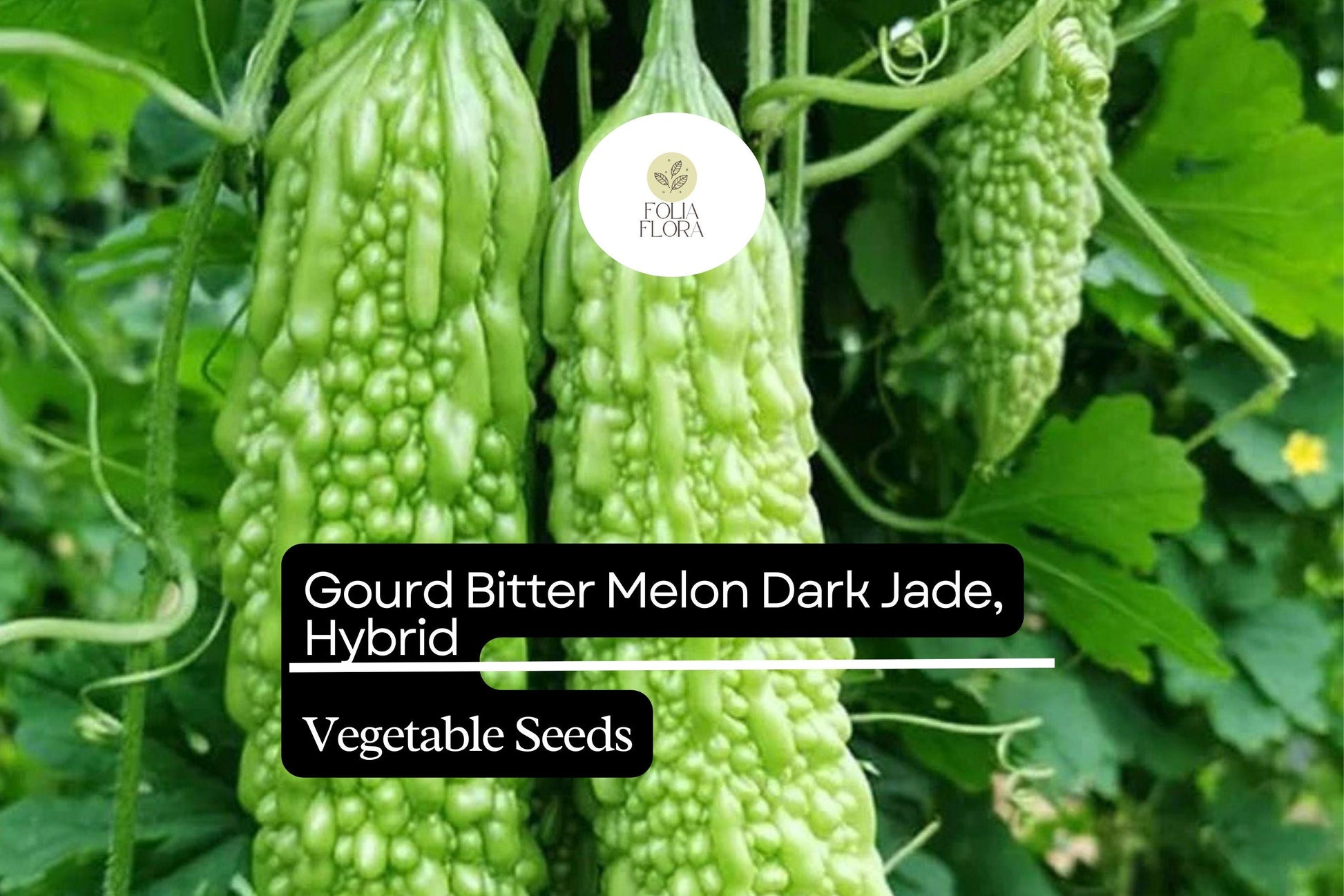 Bitter Melon Seeds - 15 Heirloom Non-GMO Seeds - Fast-Growing Green Gourd - Momordica charantia - Ideal for Asian Cuisines
