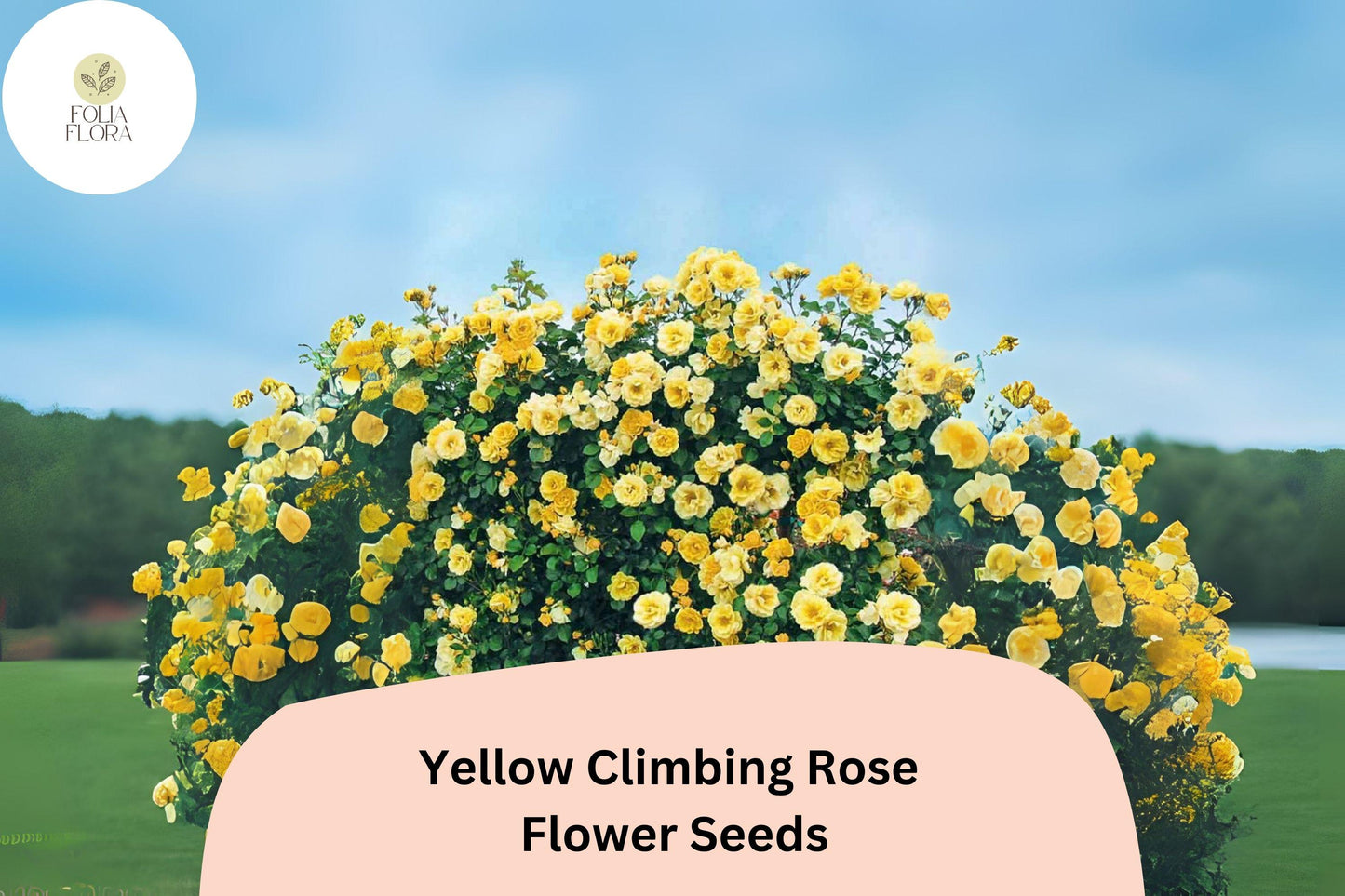 Yellow Climbing Rose Seeds - 20pcs Rare, Fragrant Rosa spp. for Trellises, Fences, and Gardens - Fast Growing and Hardy