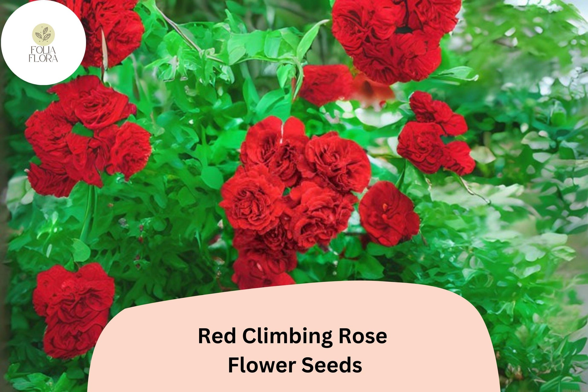 Red Climbing Rose Seeds - 20 Pcs, Fragrant Deep Red Blooms, Rosa spp., Hardy Fast-Growing Climbing Vine for Garden