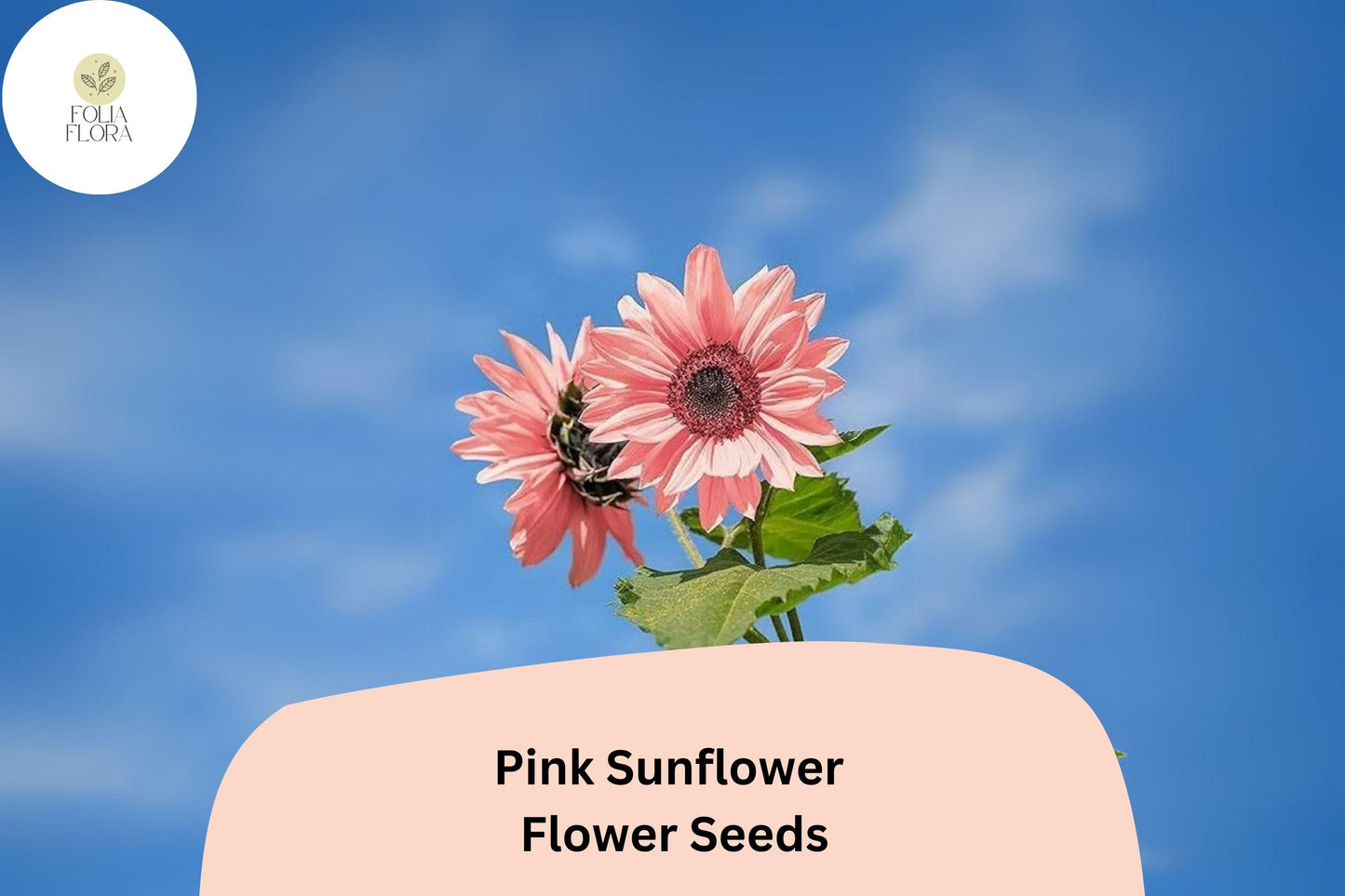 50 Pink Sunflower Seeds | Non-GMO Rare Rose Blooms | Helianthus annuus | Ideal for Garden Beds & Pollinator Gardens