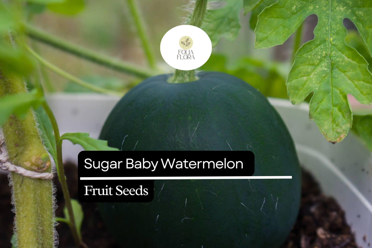 45pcs Sugar Baby Watermelon Seeds | Juicy Sweet Heirloom | Citrullus lanatus | Non-GMO, Easy to Grow for Home Gardens