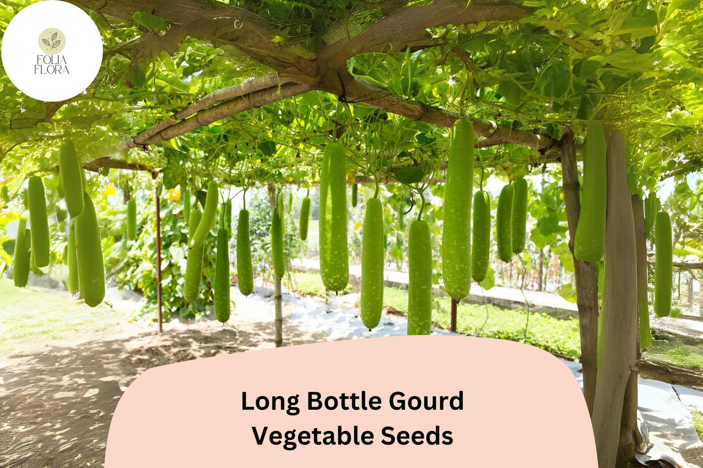 Long Bottle Gourd Seeds – 35pcs Heirloom Vegetable for Trellis Gardens, Lagenaria siceraria, Light Green, Fast-Growing Vines