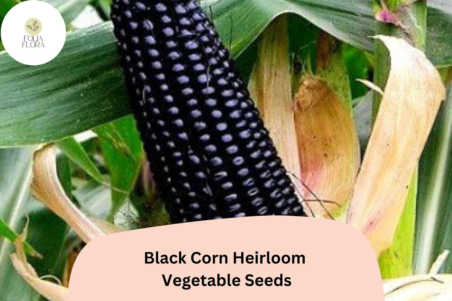 50pcs Black Corn Seeds, Heirloom Deep Purple Kernels, Zea mays, Non-GMO, Unique Garden Variety for Home Gardens