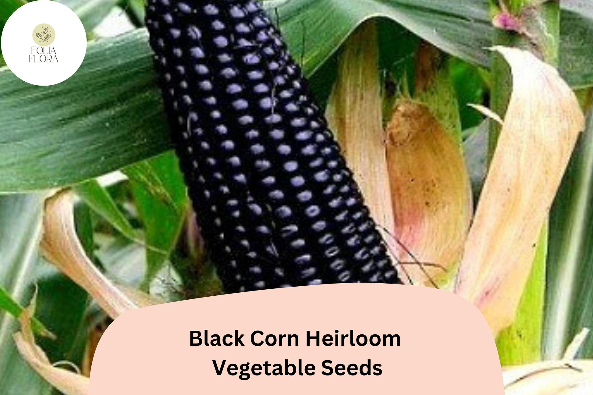 50pcs Black Corn Seeds, Heirloom Deep Purple Kernels, Zea mays, Non-GMO, Unique Garden Variety for Home Gardens