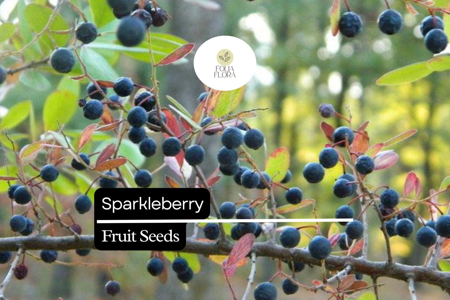 Sparkleberry Seeds 25+ | Vaccinium arboreum | Farkleberry Huckleberry | Native Berry Plant for Wildlife Gardens