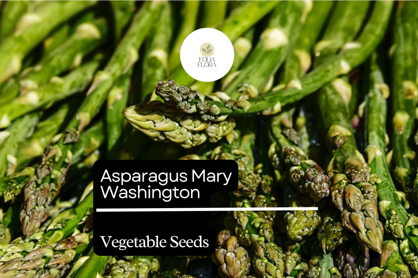 50 Mary Washington Asparagus Seeds - Heirloom Perennial Vegetable - Asparagus officinalis - Cold-Hardy, Non-GMO, Green Spears