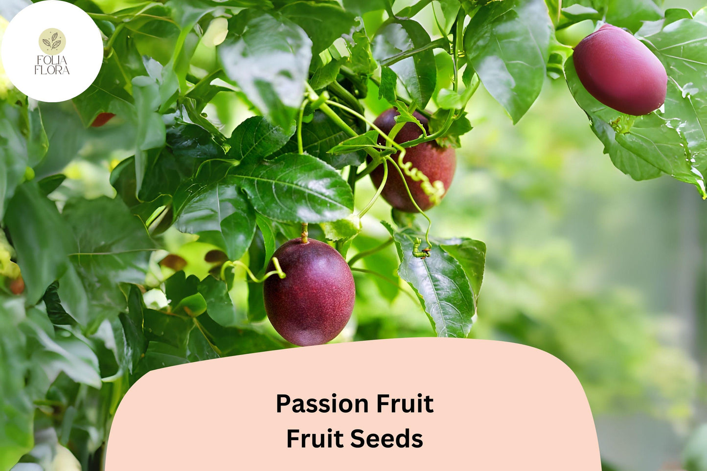 50 Passion Fruit Seeds – Tropical Edible Fruit Vine, Passiflora edulis, Ideal for Containers & Gardens, Non-GMO, Fast-Growing