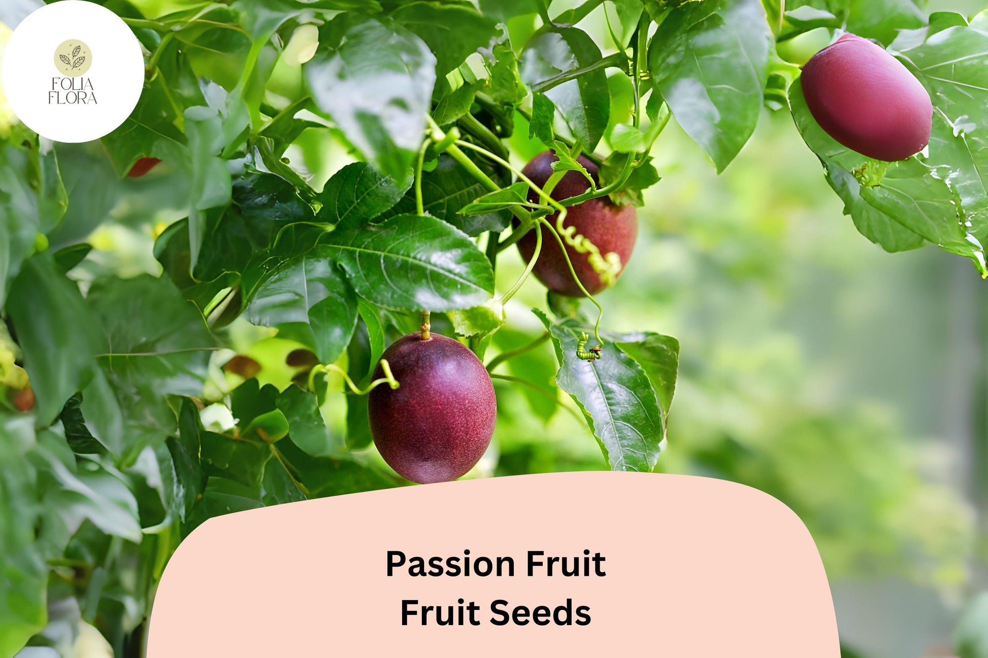 50 Passion Fruit Seeds – Tropical Edible Fruit Vine, Passiflora edulis, Ideal for Containers & Gardens, Non-GMO, Fast-Growing