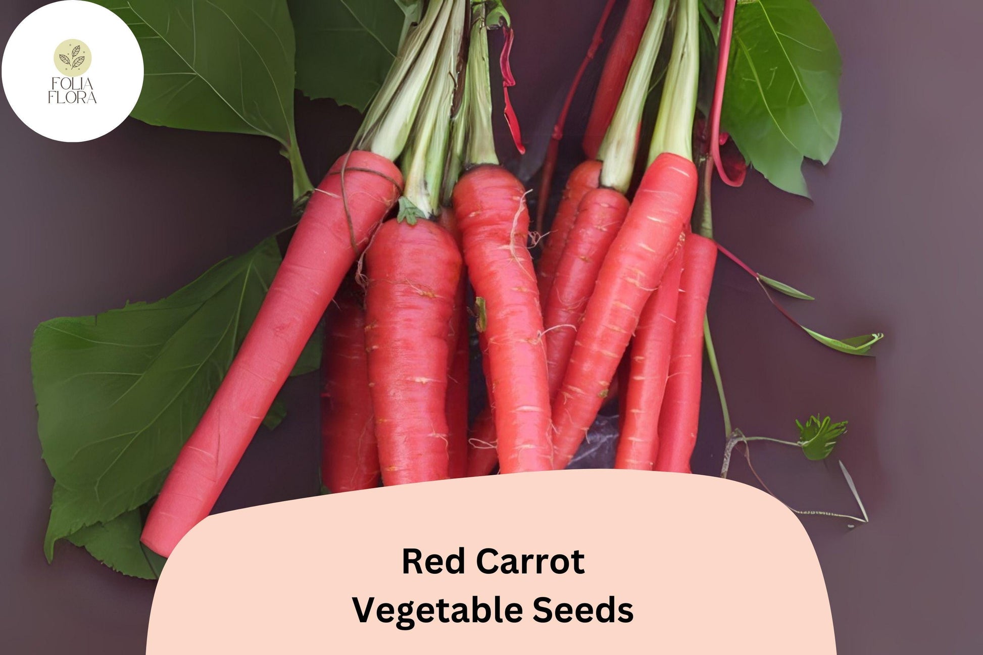 1000 Red Carrot Seeds – Heirloom Sweet Root Vegetable Daucus carota – Non-GMO, Vibrant Color, Easy to Grow for Garden or Containers