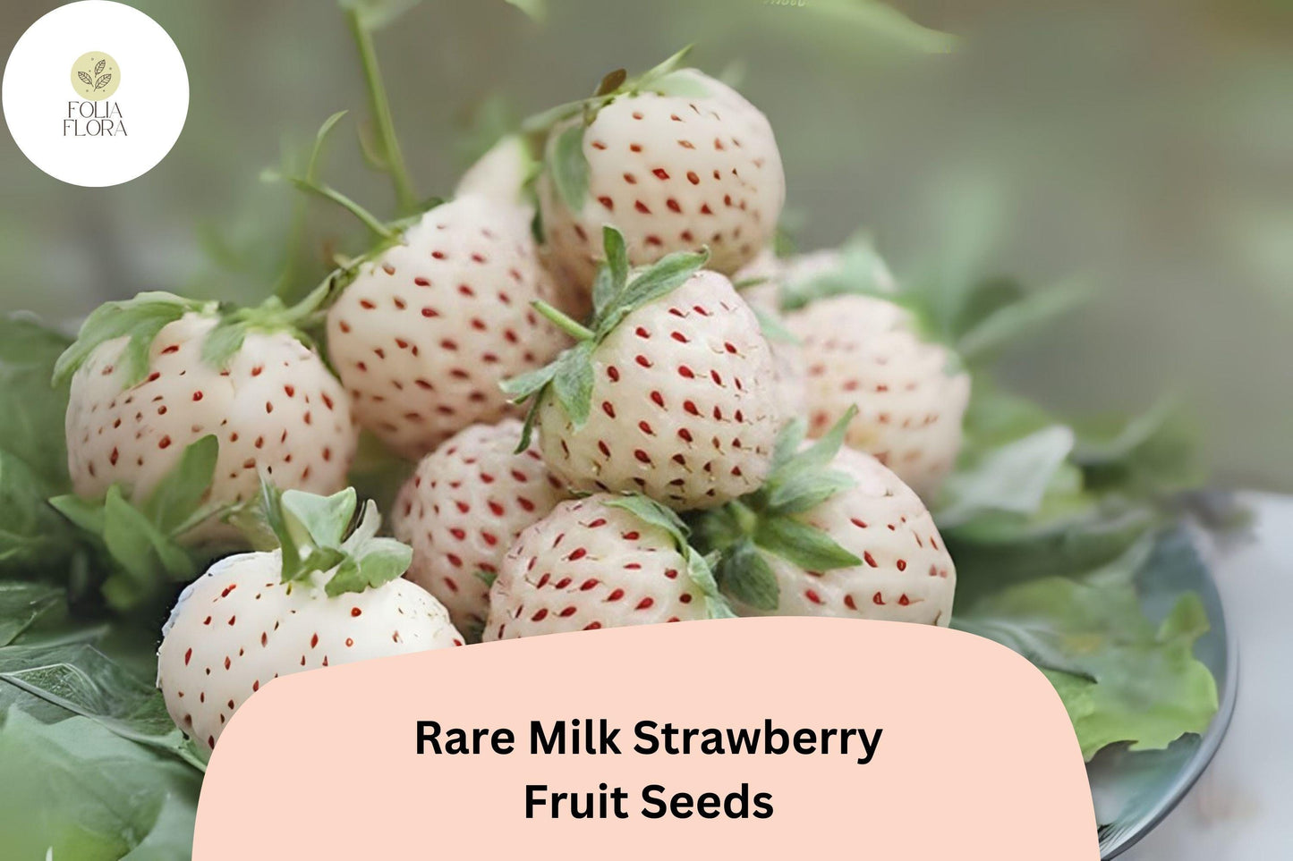 Rare Milk Strawberry Seeds - 200pcs Heirloom White-Pink Berries - Fragaria vesca Variant - Unique Home Garden Fruit