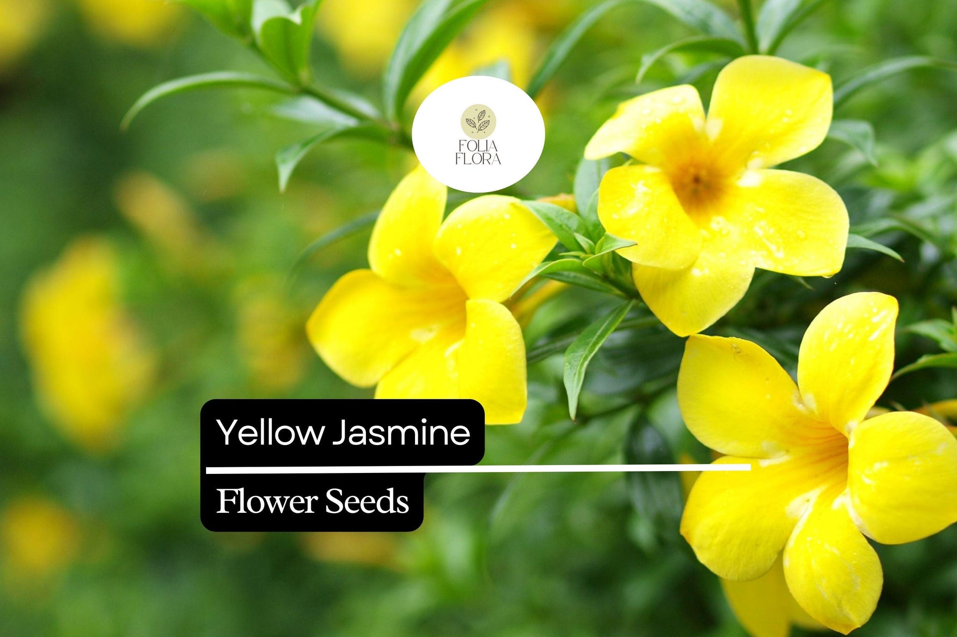 Yellow Jasmine Seeds (25) | Carolina Jessamine | Fragrant Yellow Climbing Vine | Gelsemium sempervirens | Pollinator-Friendly