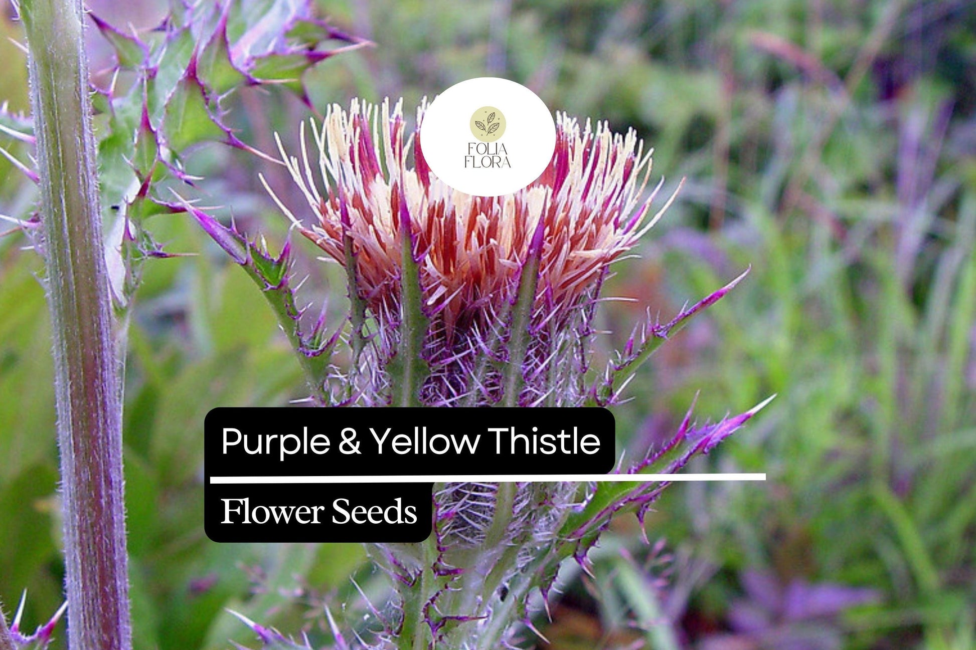 Purple & Yellow Thistle Seeds | 25 Seeds | Cirsium horridulum | Native Wildflower for Pollinators | Drought-Tolerant