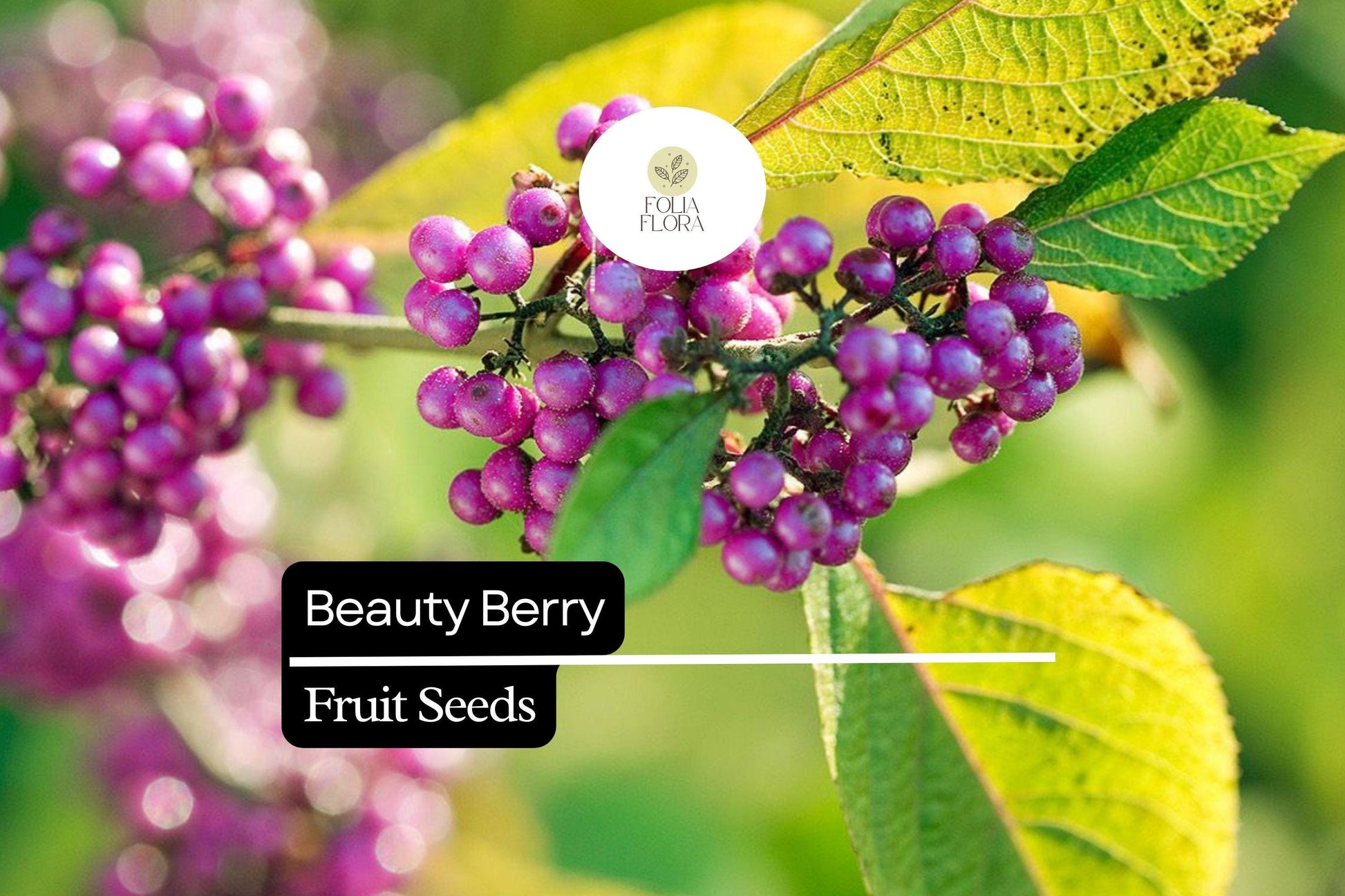 Beautyberry Seeds | 25 Seeds | Callicarpa americana | Vibrant Purple Berries for Wildlife Gardens