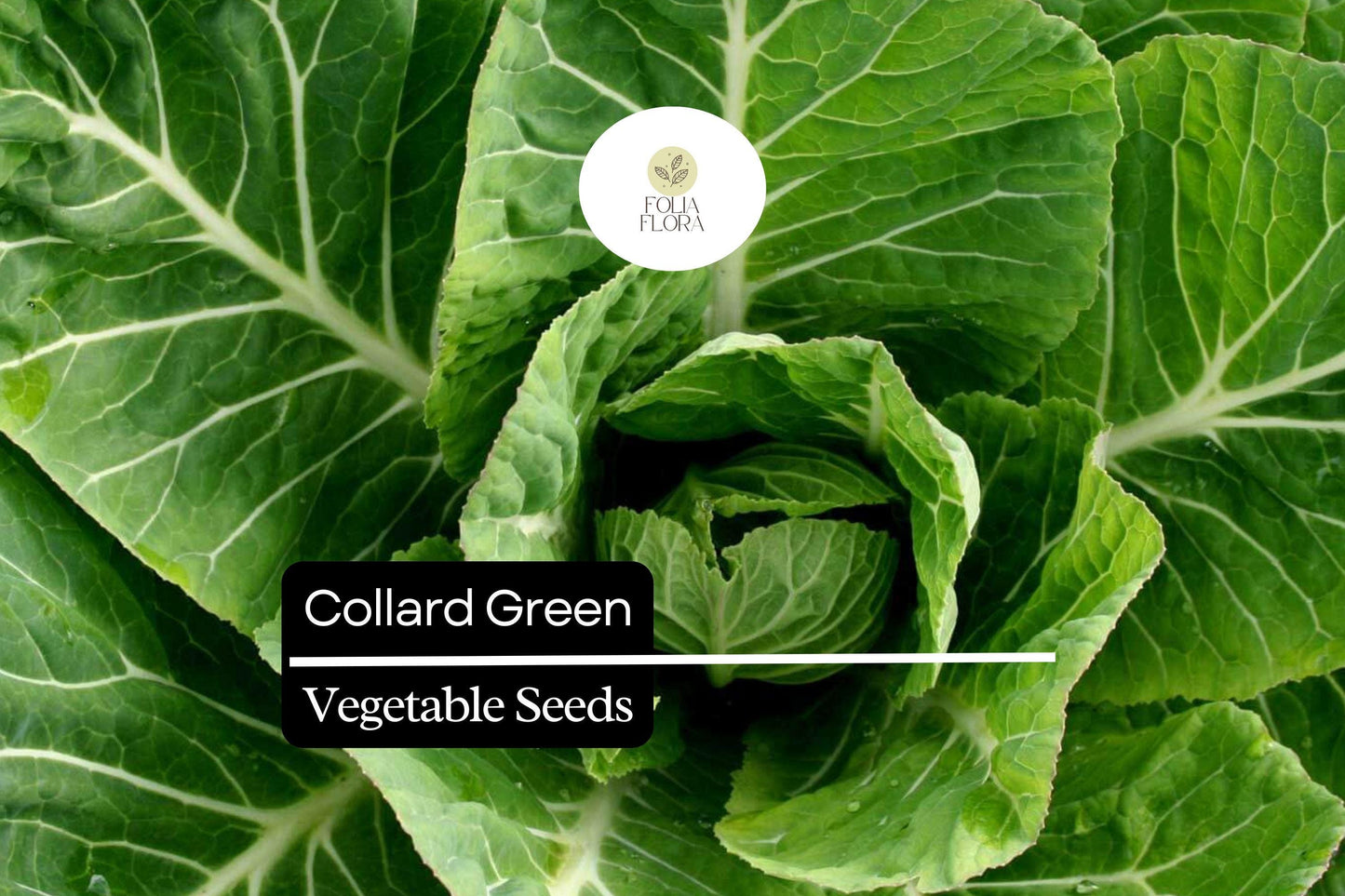 Organic Collard Greens Seeds | 25 Heirloom Seeds | Brassica oleracea | Cool-Season Leafy Green for Garden or Container