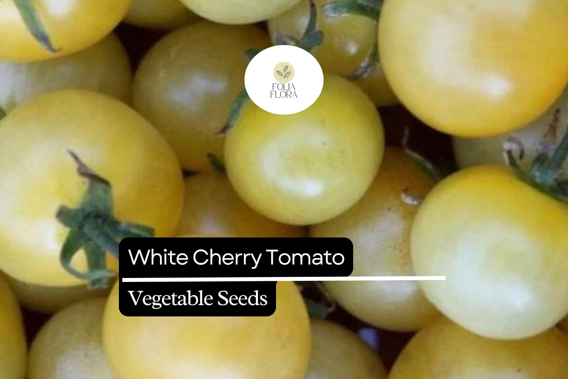 White Cherry Tomato Seeds | 15 Heirloom Seeds | Solanum Lycopersicum | Creamy White Fruits for Salads & Snacking