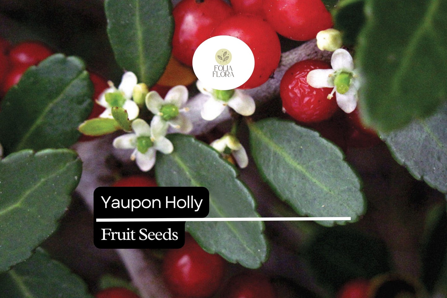 25 Organic Yaupon Holly Seeds | Ilex vomitoria | Native Evergreen Shrub for Hedges & Wildlife Habitat