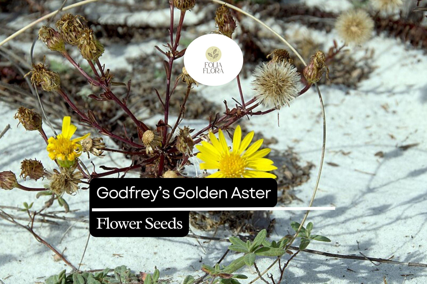 25 Godfrey's Golden Aster Seeds | Bright Yellow Native Wildflower for Pollinators | Chrysopsis godfreyi