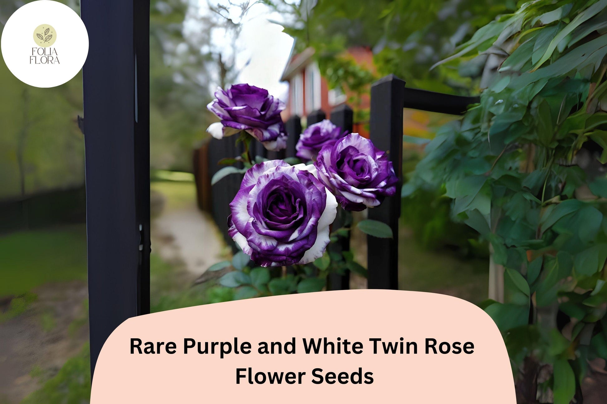 Rare Rose Seeds - 20 Bi-Color Purple & White Twin Rose Seeds - Rosa spp. - Elegant Ornamental Blooms for Unique Gardens
