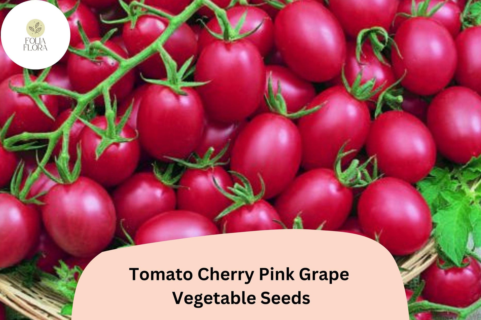 200 Pink Grape Cherry Tomato Seeds | Heirloom Non-GMO | Solanum lycopersicum | Sweet Flavor for Gardens & Containers