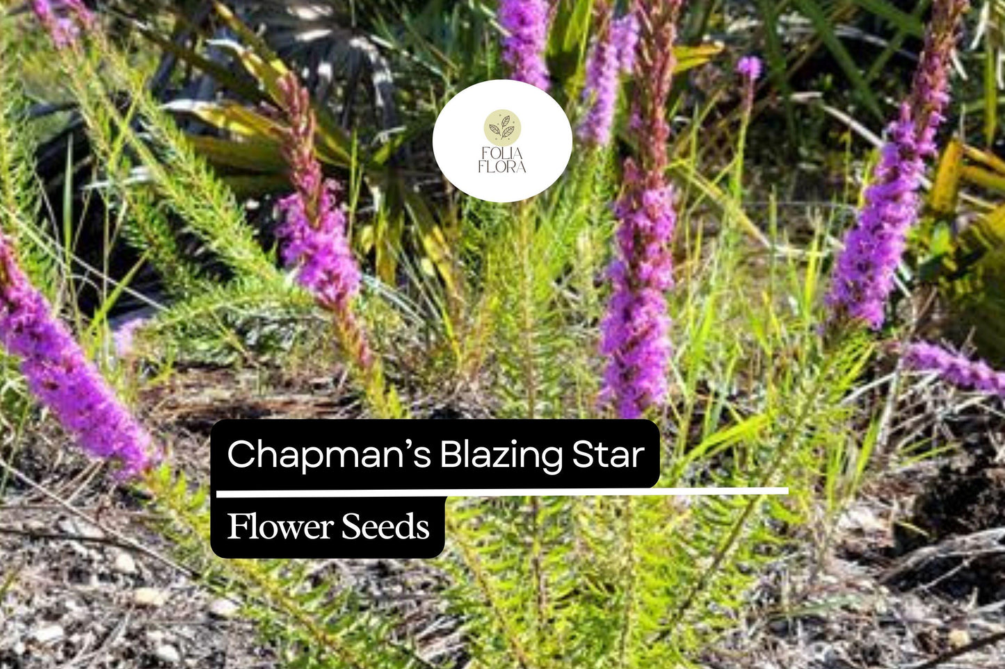 Chapman's Blazing Star Seeds | 25 Seeds | Purple Perennial Wildflower | Liatris chapmanii | Drought-Tolerant Pollinator Plant