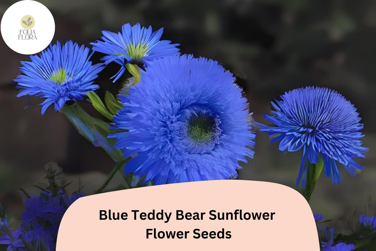 50 Blue Teddy Bear Sunflower Seeds | Rare Fluffy Blooms | Helianthus annuus | Non-GMO, Heirloom Variety for Garden & Container