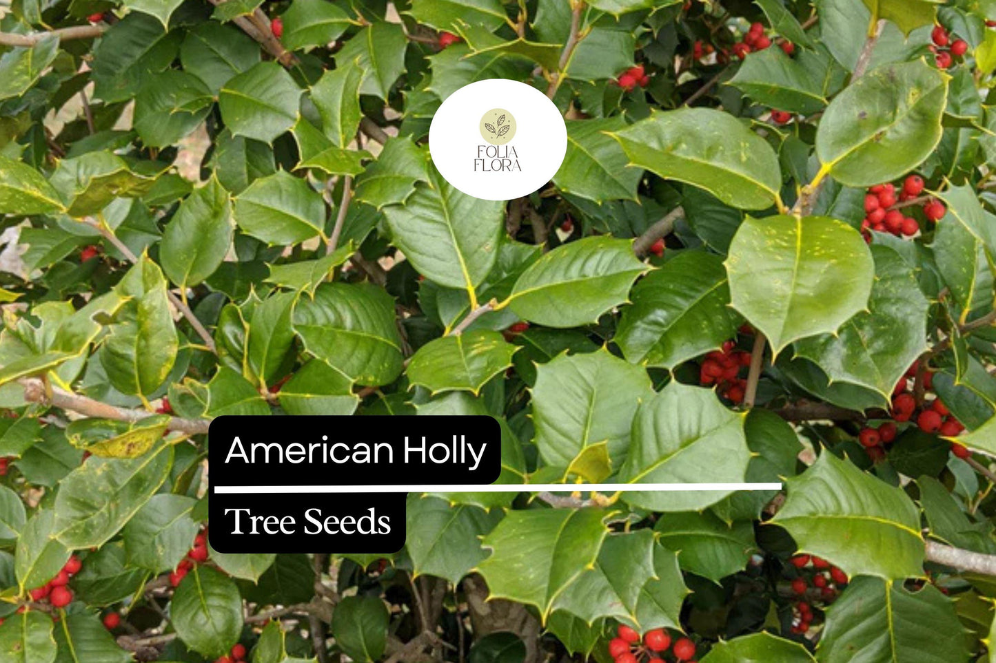 American Holly Seeds | 15 Seeds | Ilex opaca | Native Evergreen Tree with Red Berries | Ideal for Privacy Screens & Wildlife