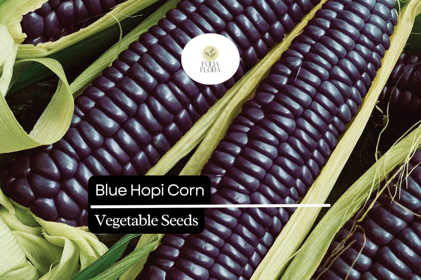 Blue Hopi Corn Seeds - 5 Heirloom Indigo Maize Seeds (Zea mays) for Home Garden, Drought-Tolerant Culinary & Ornamental Use