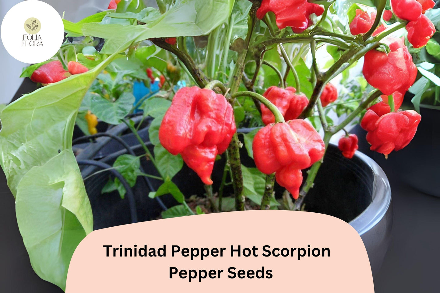 Trinidad Scorpion Pepper Seeds - 25 Non-GMO Heirloom Seeds - Extremely Hot Chili - Capsicum chinense - Ideal for Hot Sauce