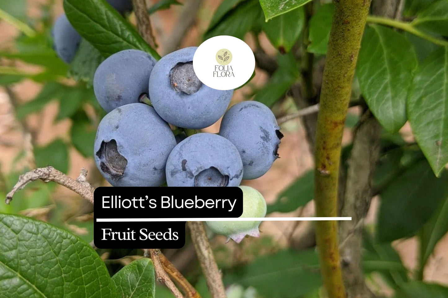 Elliott's Blueberry Seeds | 25 Seeds | Vaccinium elliottii | Pollinator Friendly, Native Shrub for Edible Gardens