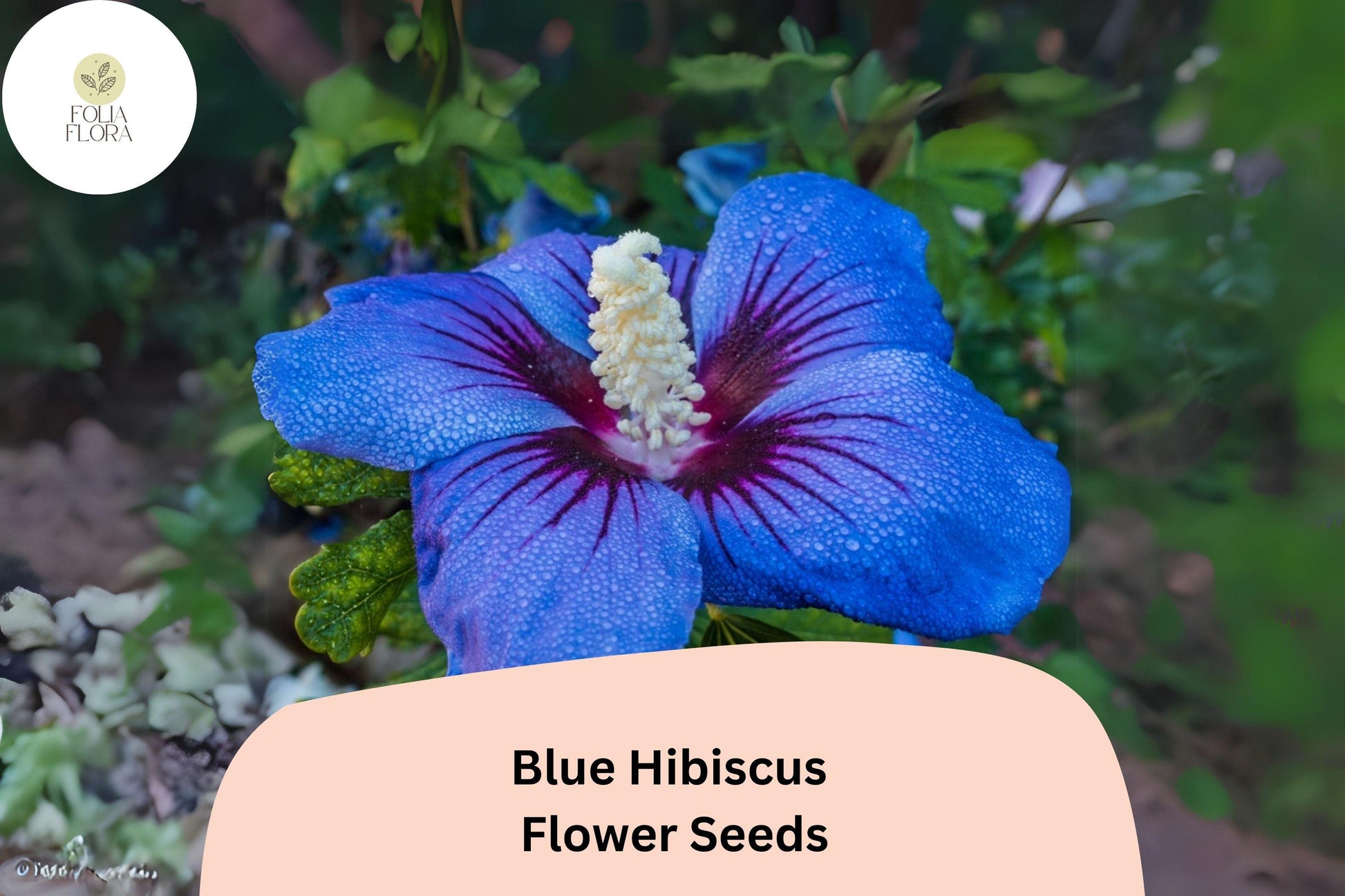 30 Blue Hibiscus Seeds | Rare Heirloom Alyogyne huegelii | Drought-Tolerant, Pollinator-Friendly, Vibrant Blooms