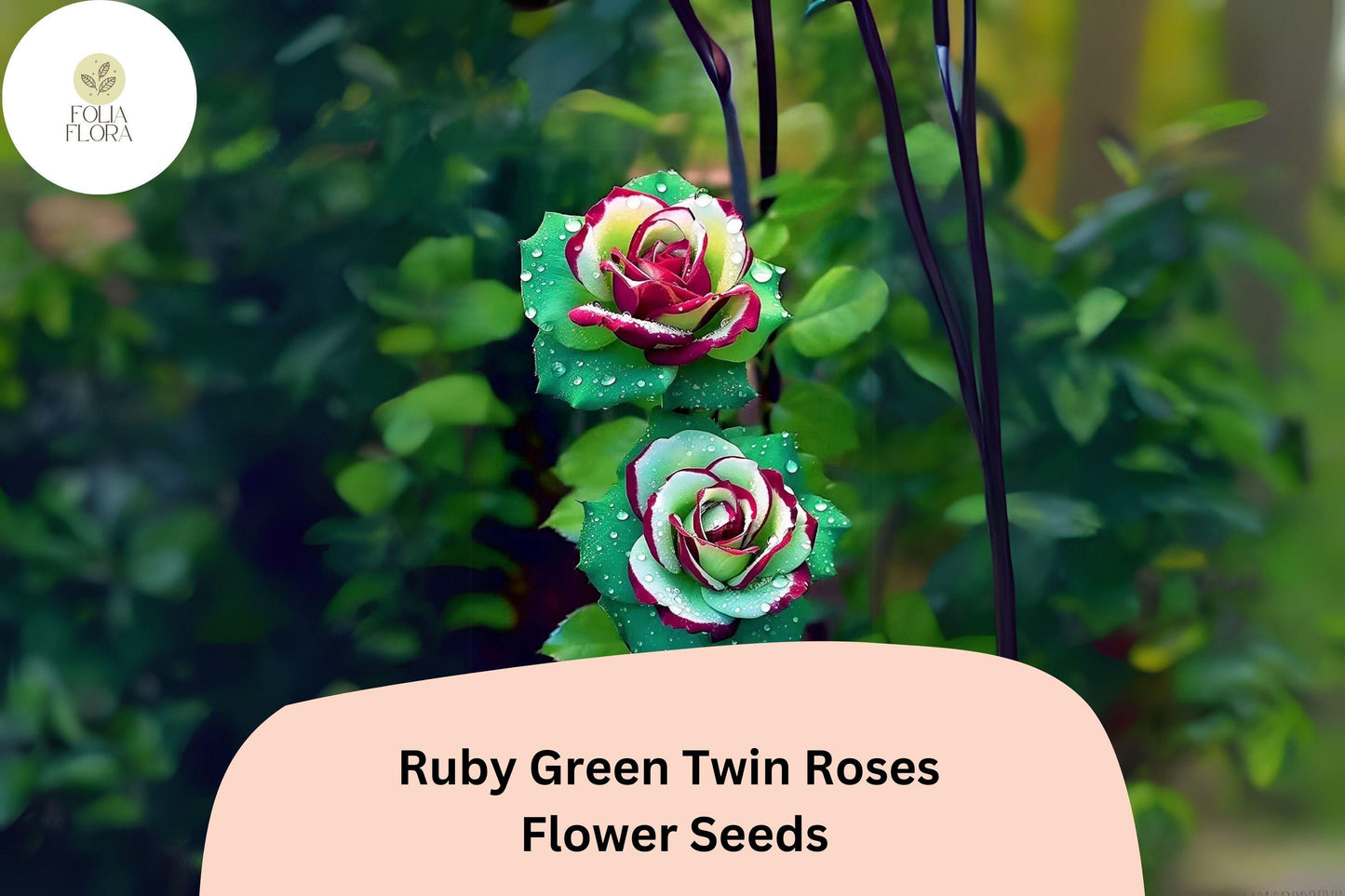 Ruby Green Twin Rose Seeds - 20 Rare Bi-Color Blooms (Rosa spp.) - Unique Ruby Red & Green Ornamental Flower Seeds