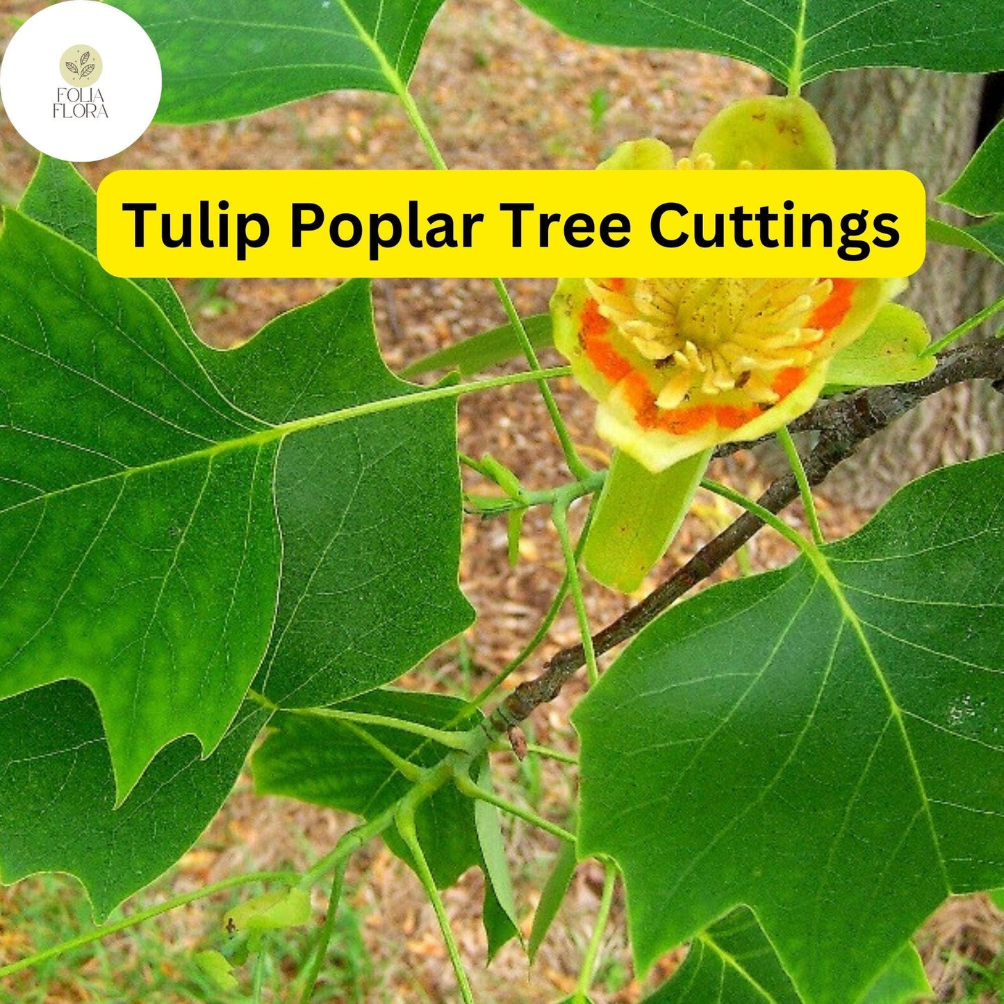 7 Live Tulip Poplar Cuttings | Fast-Growing Shade Tree | Liriodendron tulipifera | Pollinator-Friendly, Beautiful Blooms