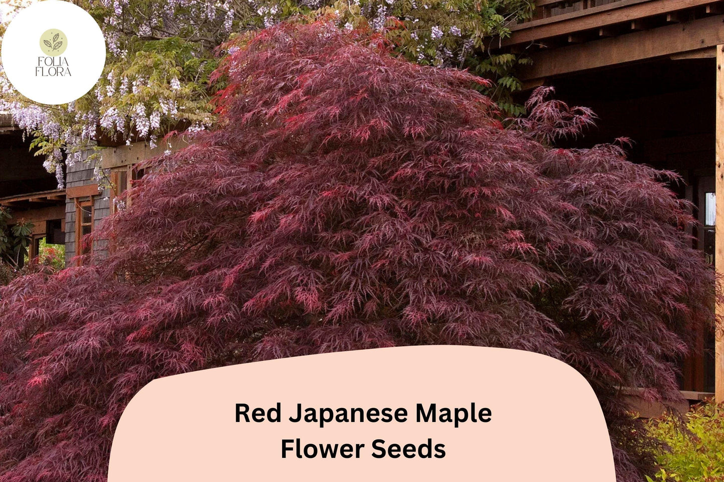 25 Red Japanese Maple Seeds | Acer palmatum Atropurpureum | Ornamental Tree with Brilliant Red Foliage | Rare & Hardy