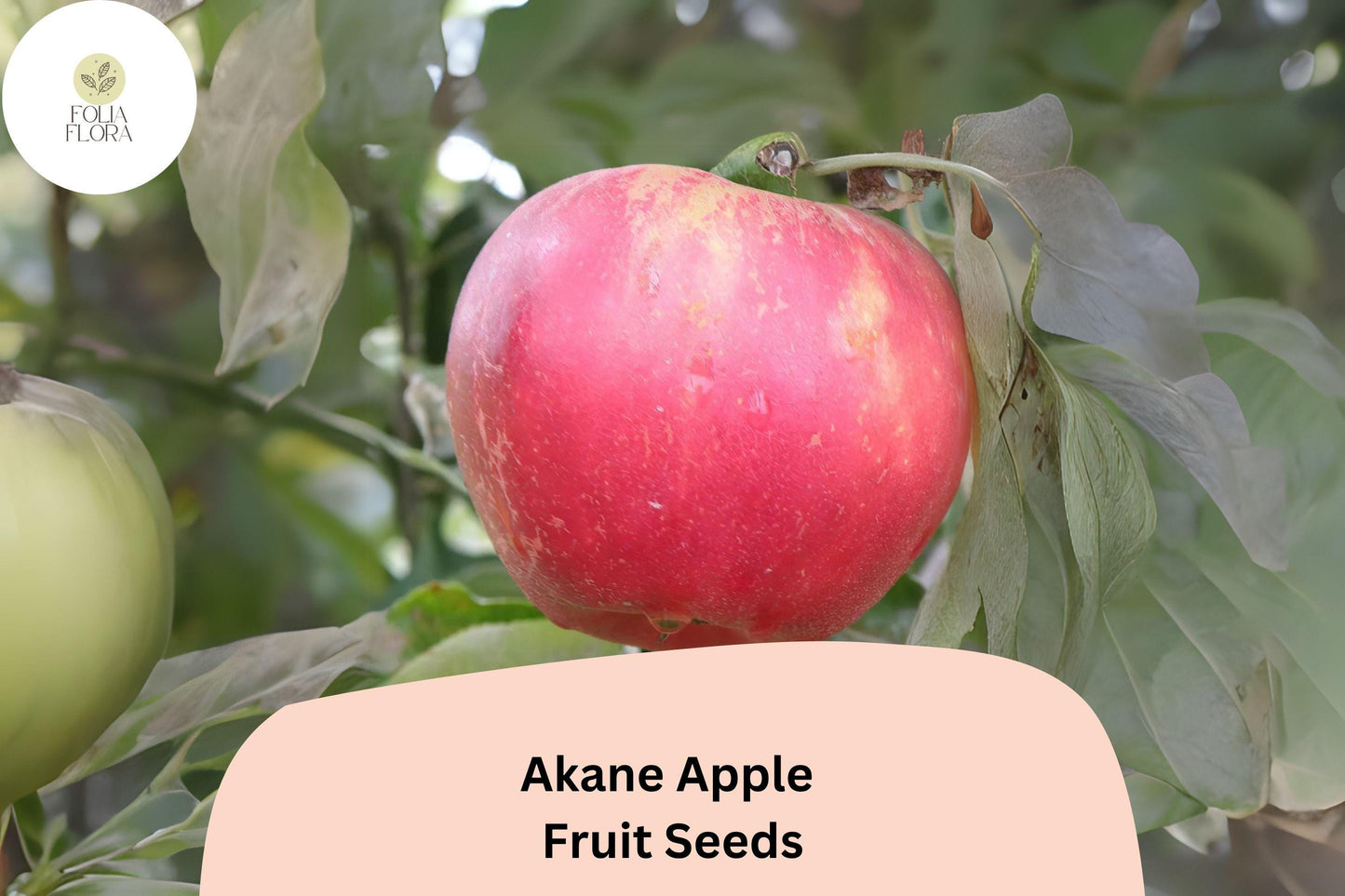 Akane Apple Seeds | 25+ Heirloom Fruit Tree Seeds | Malus domestica | Juicy Red Apples for Fresh Eating & Baking