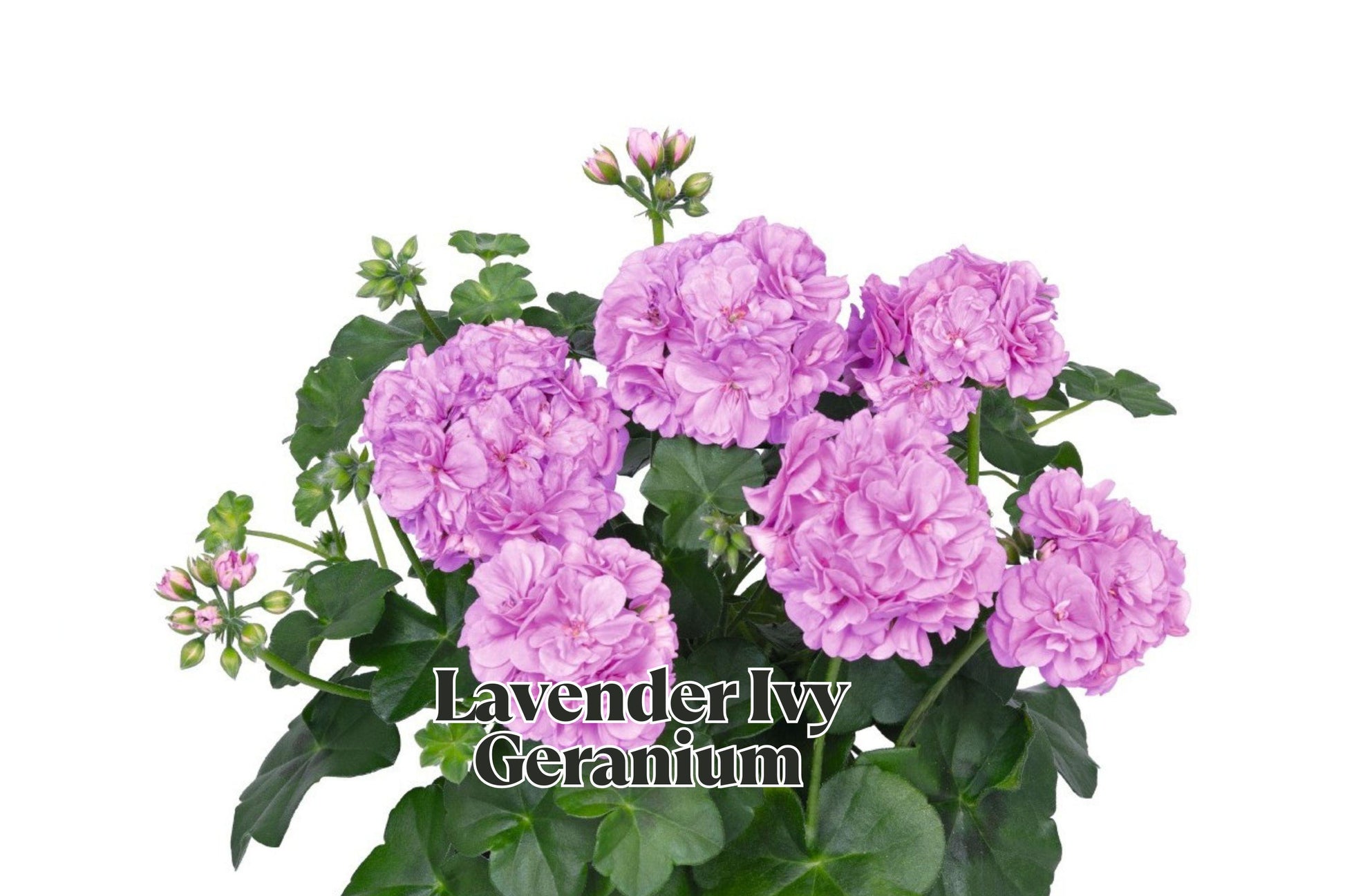 Lavender Ivy Geranium Cuttings 6 Inches 3 Pack for Propagation - Pelargonium peltatum Fresh Trailing Plant Cuttings