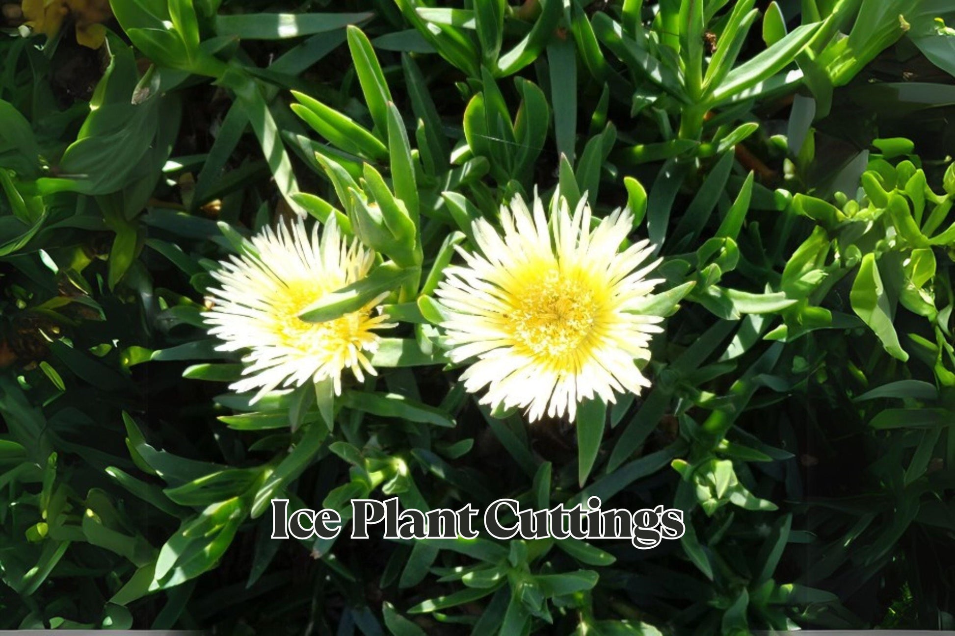 Ice Plant Cuttings 6 Inches 10 Pack - Trailing Succulent for Ground Cover & Rock Garden - Delosperma spp.