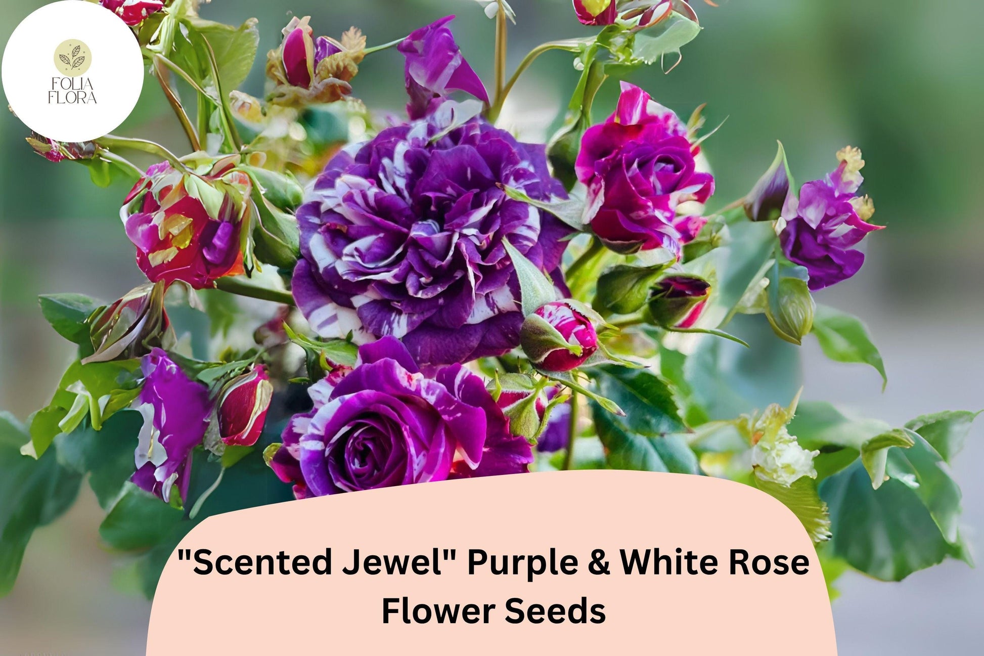 20 Scented Jewel Rose Seeds | Purple & White Bicolor Heirloom Blooms | Rosa spp. | Fragrant Layered Petals for Garden or Containers