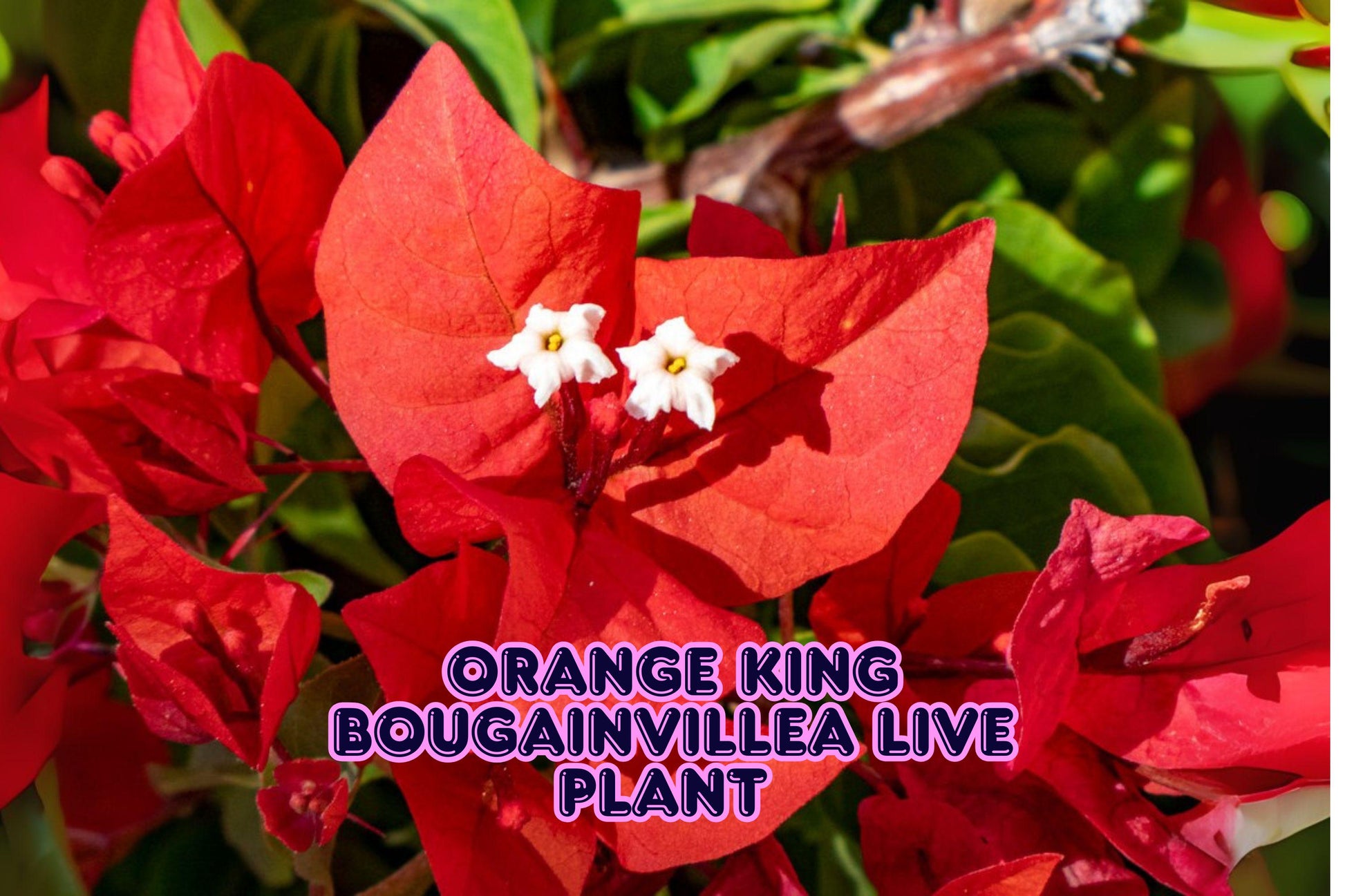 Bougainvillea Live Plant 6" Orange King Drought Tolerant Vine Bougainvillea glabra - Bright Orange Bracts, Full Sun, Container Plant