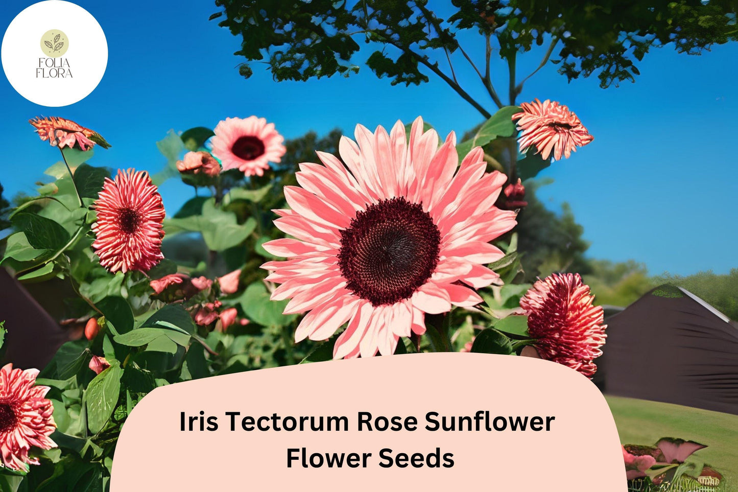 Iris Tectorum Rose Sunflower Seeds | 50PCS Non-GMO Ornamental Flower | Unique Pink & Lavender Blooms | Garden & Container Use