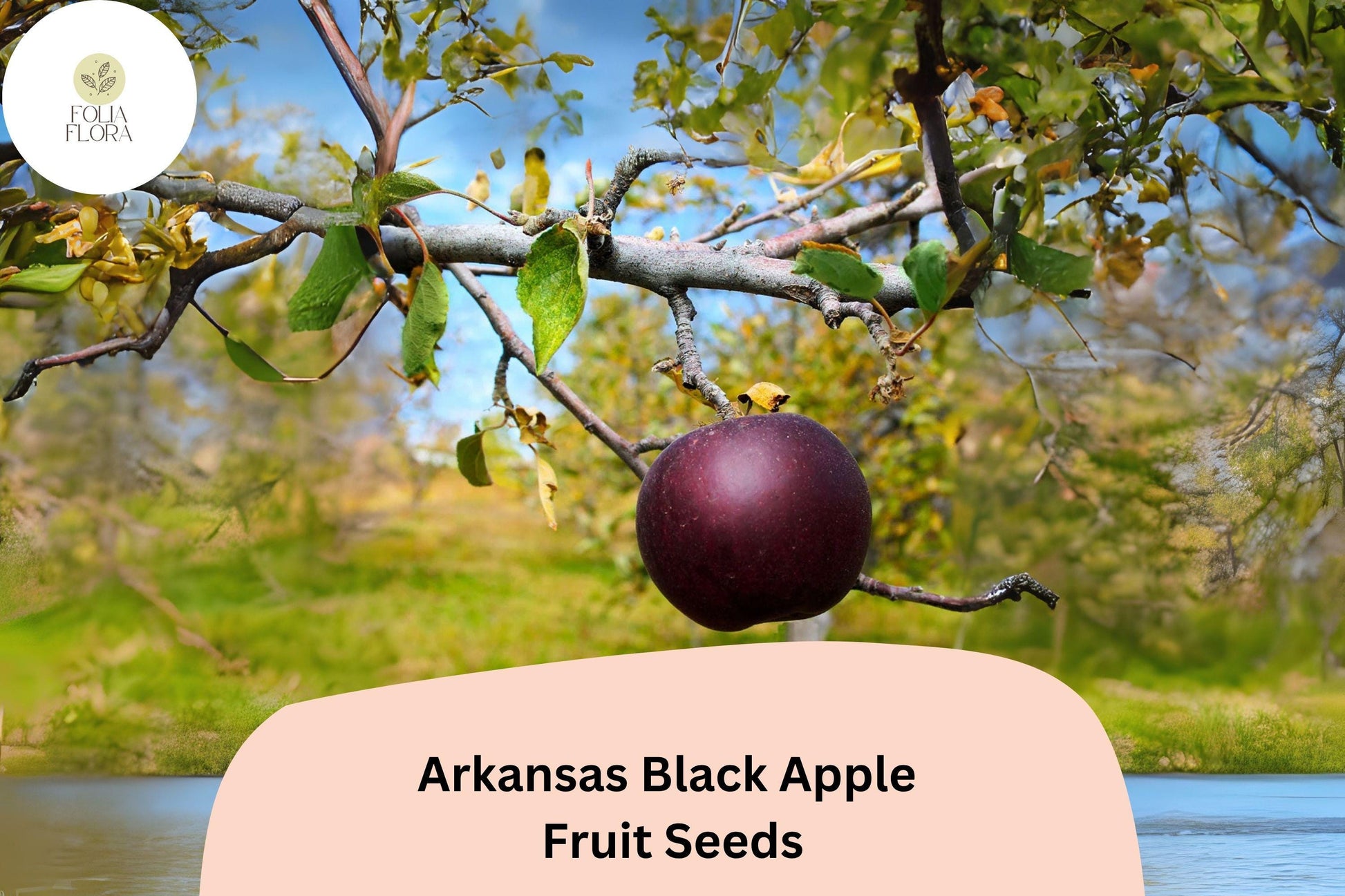 Arkansas Black Apple Seeds | 25+ Heirloom Seeds | Deep Red to Black Fruit | Malus domestica