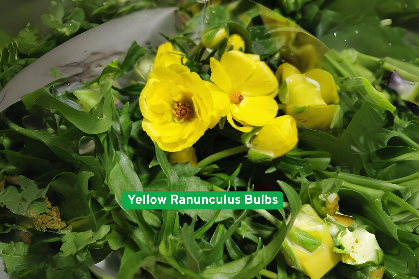 Yellow Ranunculus Bulbs, Dormant Bulbs for Spring Planting, Vibrant Yellow Blooms, Ranunculus asiaticus