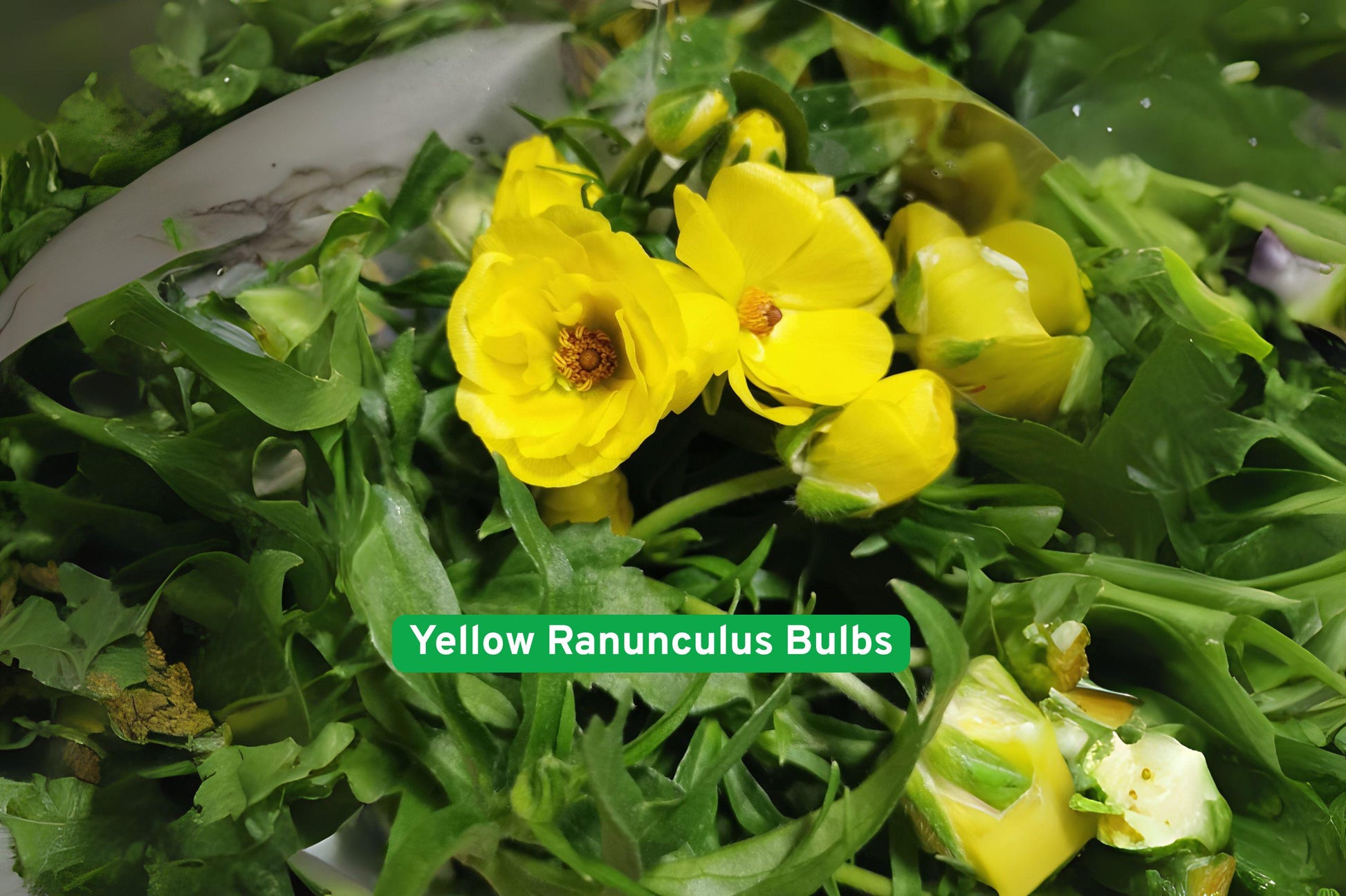 Yellow Ranunculus Bulbs, Dormant Bulbs for Spring Planting, Vibrant Yellow Blooms, Ranunculus asiaticus