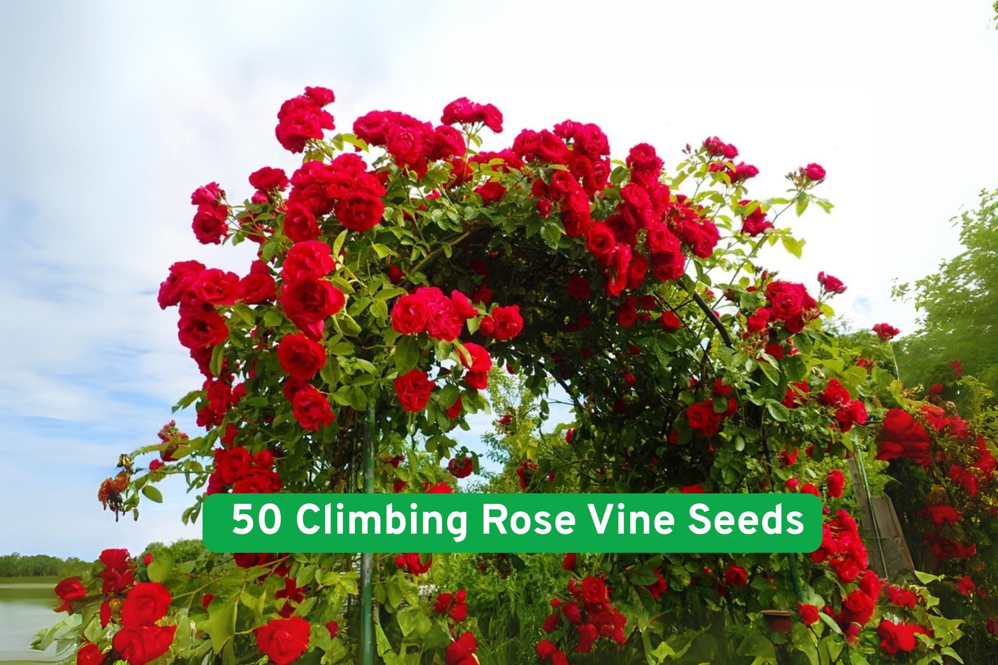 Climbing Rose Vine Seeds (50 Count) - Easy Grow Flowering Vines for Trellises & Fences - Rosa spp. - No Stratification Required