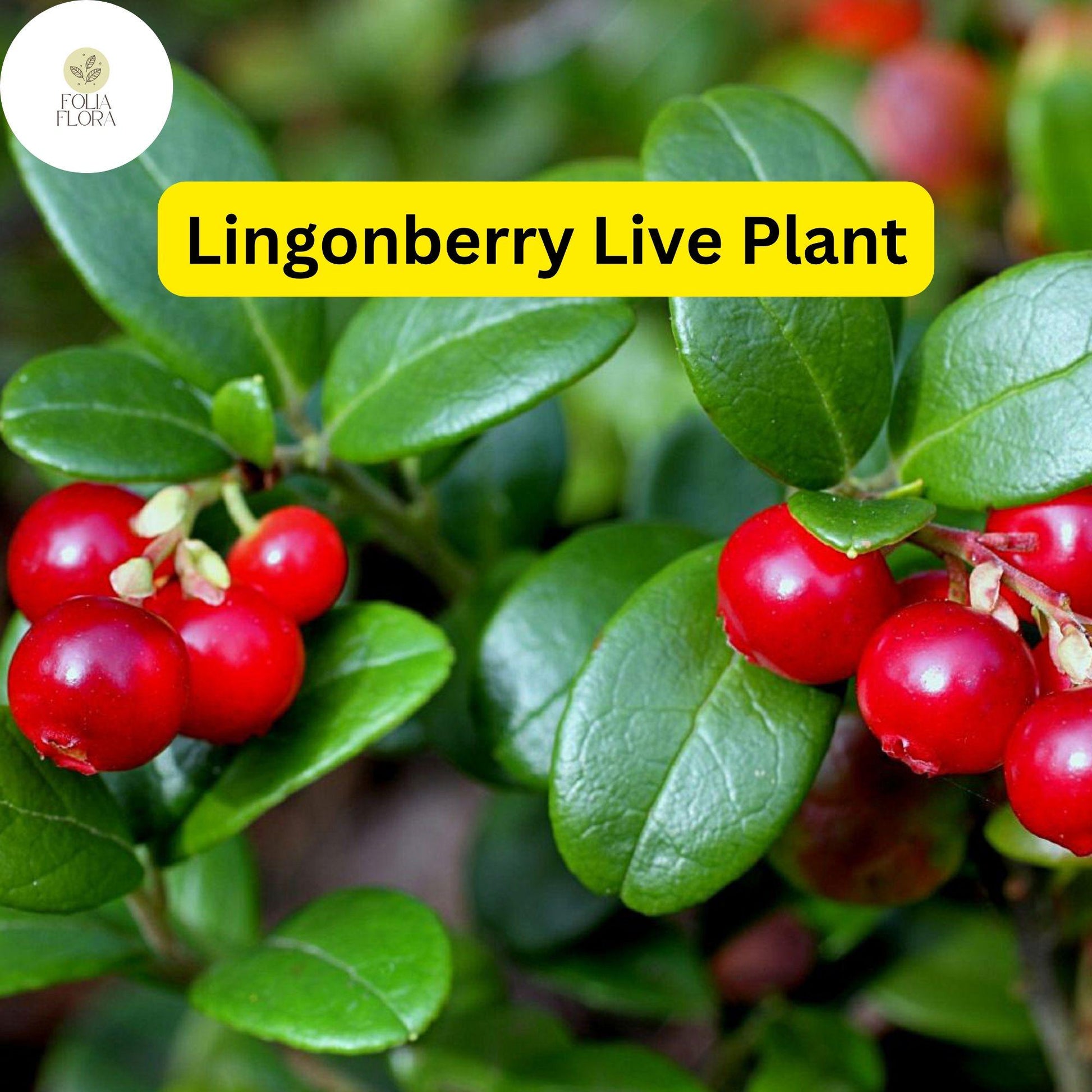 Live Lingonberry Plant - Edible Ground Cover with Red Berries - Vaccinium vitis-idaea - Hardy, Evergreen, Low-Maintenance