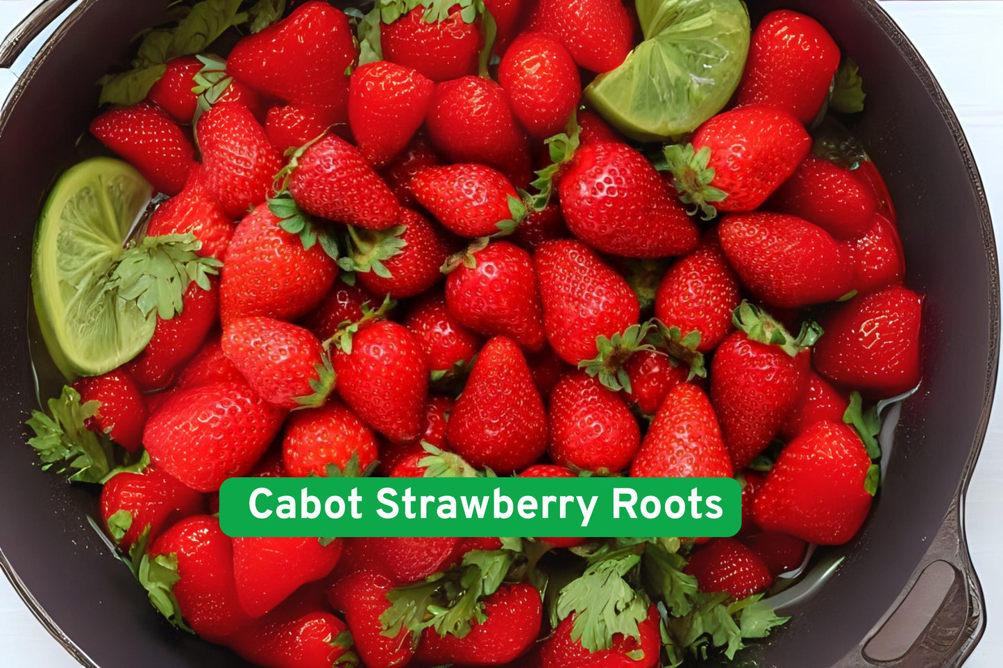 Cabot Strawberry Roots - Bare Root - High-Yield Sweet Red Berries - Fragaria × ananassa - Grow Your Own Strawberry Patch